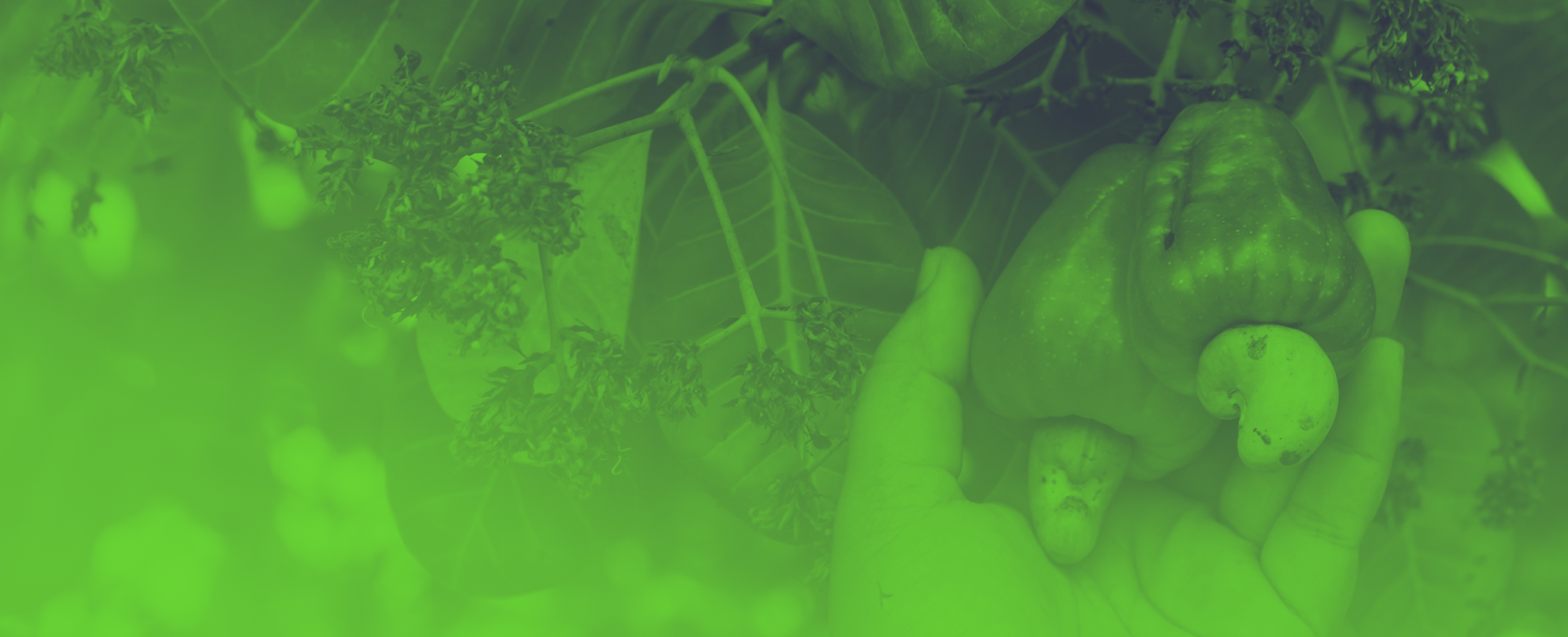 Hand harvesting Cashew fruit (Anacardium occidentale) on tree