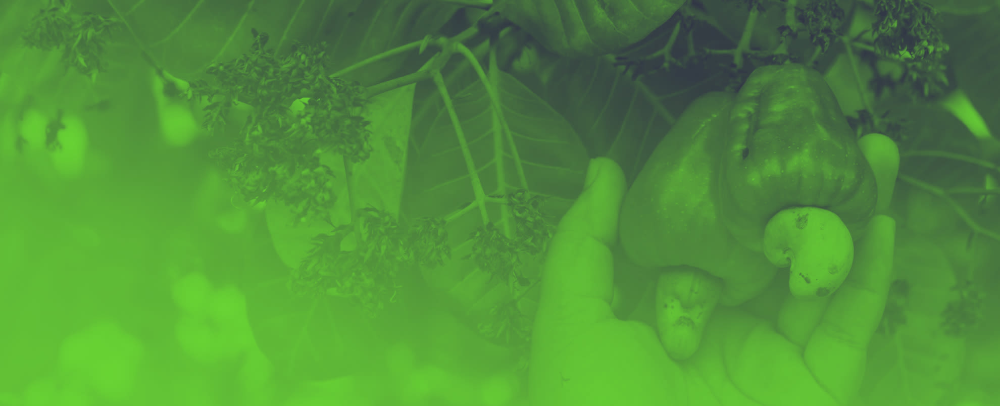 Hand harvesting Cashew fruit (Anacardium occidentale) on tree