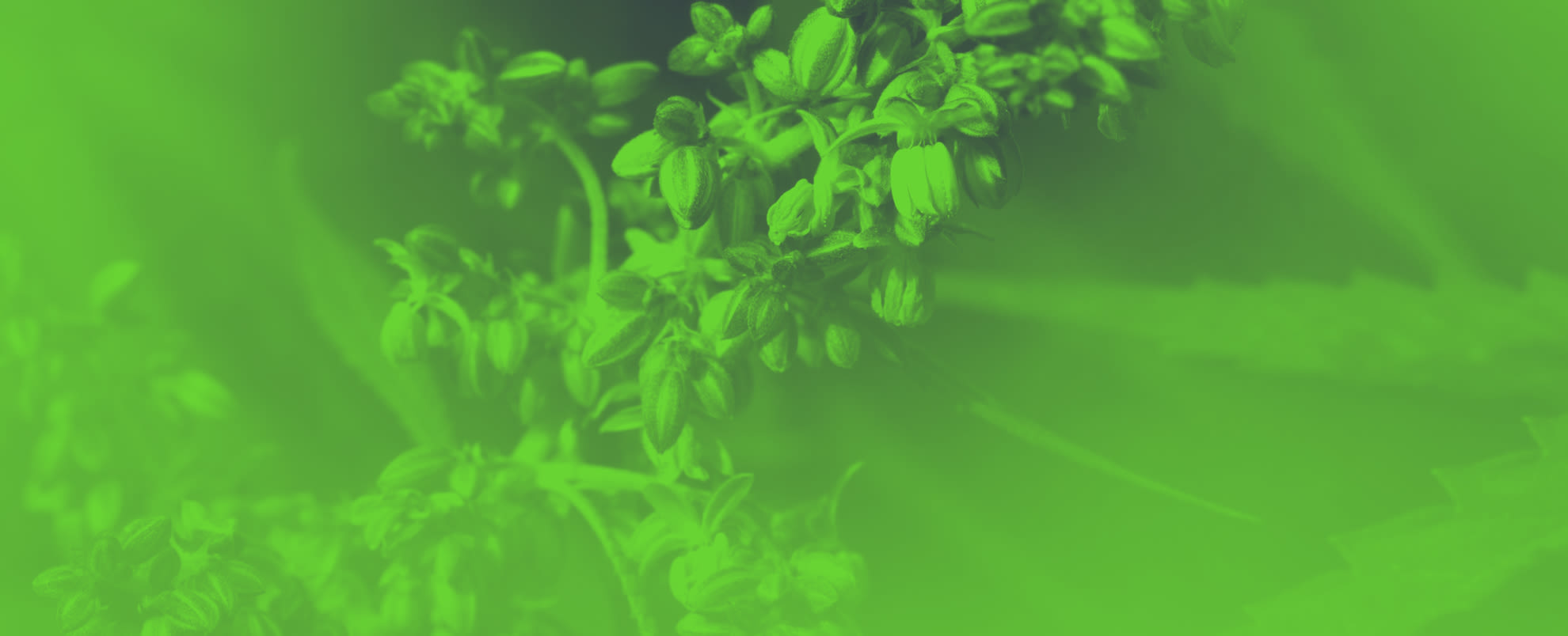 Ripening seeds on a hemp plant on a blurred natural background. Selective focus.