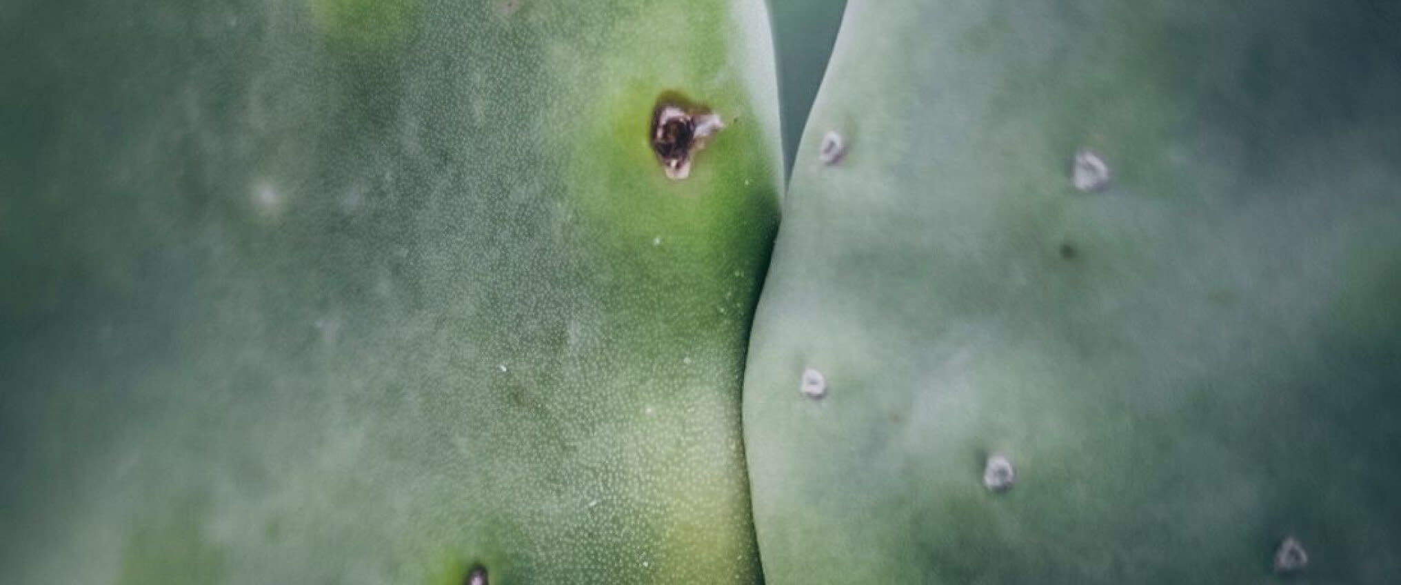 Close up photo of cacti