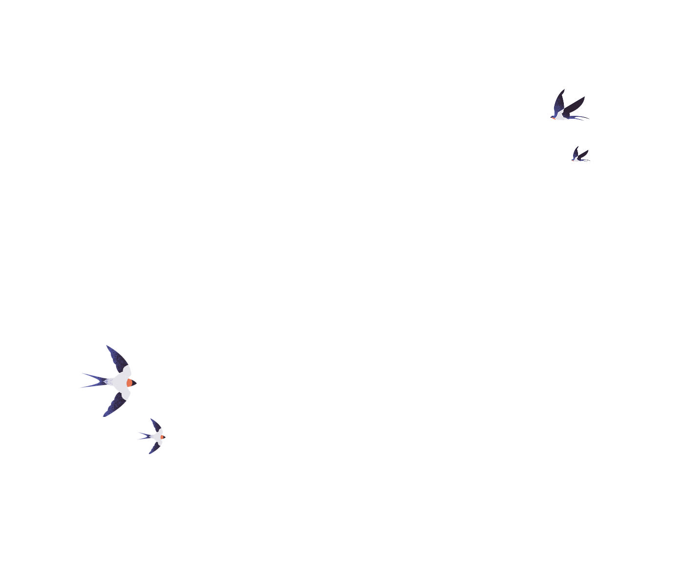 Bird illustration on white background