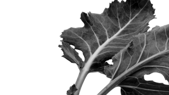 image of a leaf
