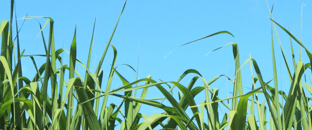Masthead image for Balbo circular example of a sugar cane field