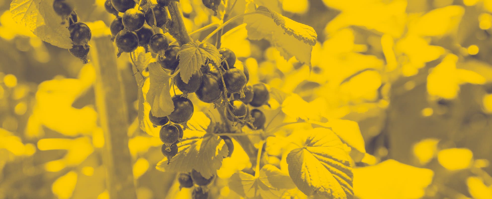 An image of a zoomed-in blackcurrant plant with a yellow filter over the image.