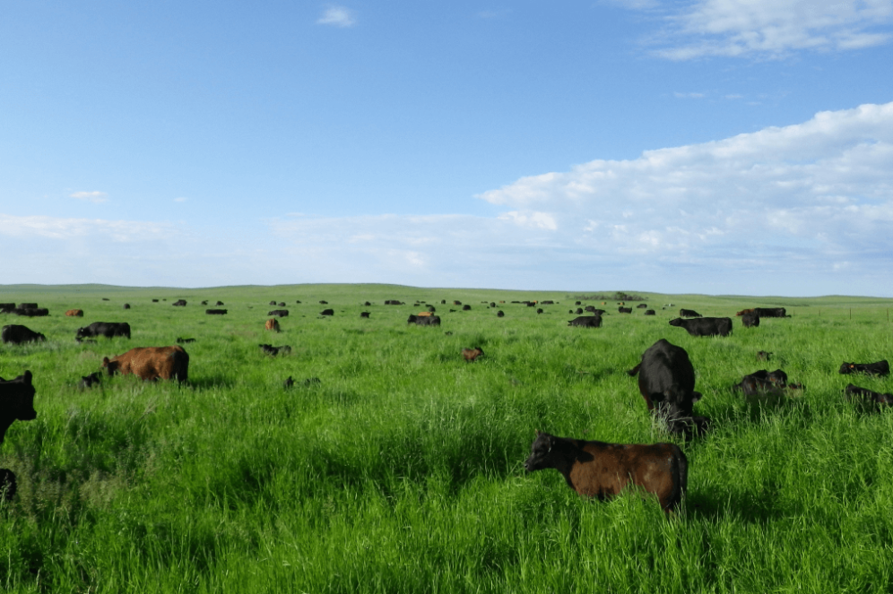 Cows in a field