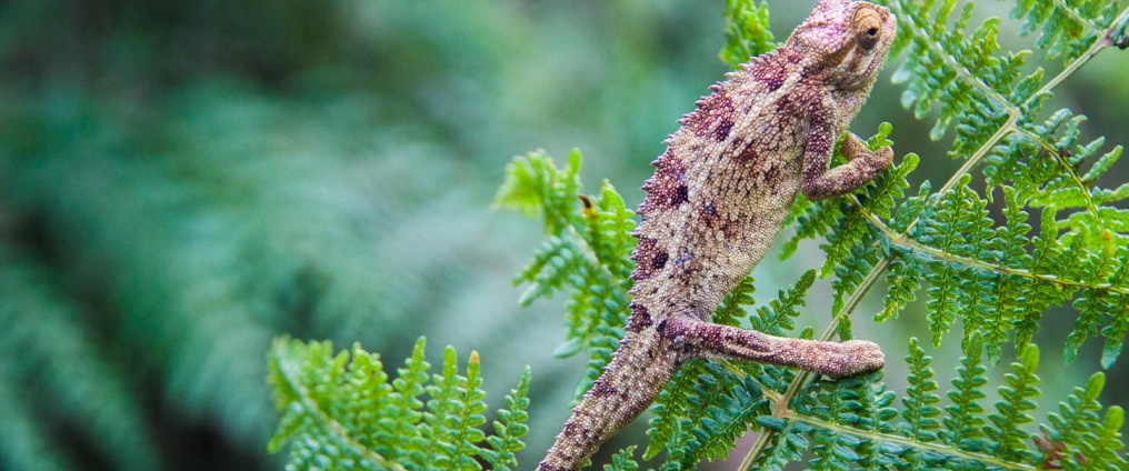 Animal on leaf