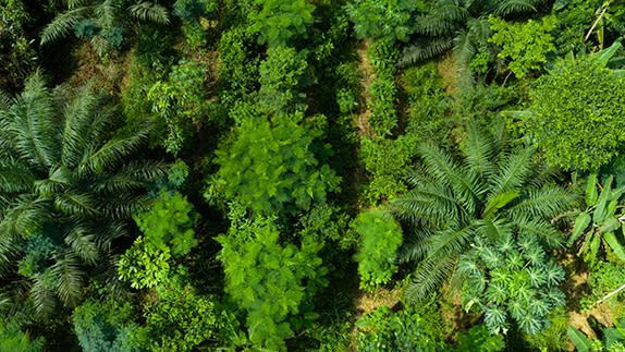 Palm trees from above