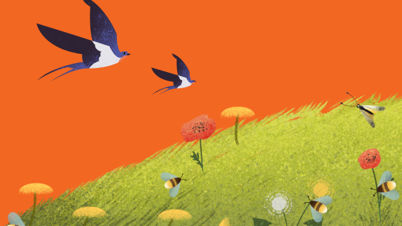 Meadow illustration on orange background with birds