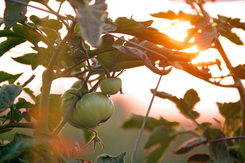 Tomatoes at Sunset