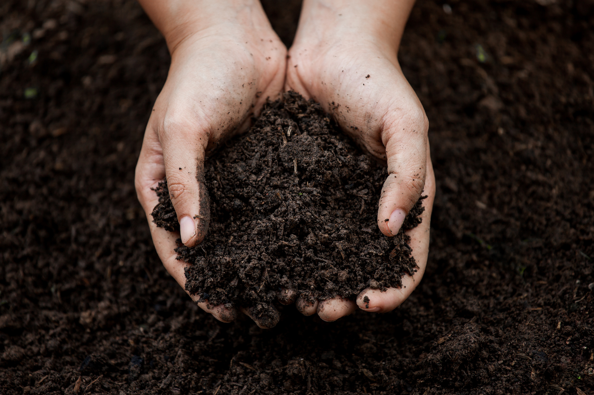 Two hands holding compost 
