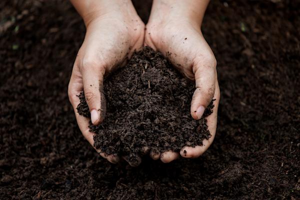 Two hands holding compost