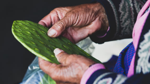 person holding plant