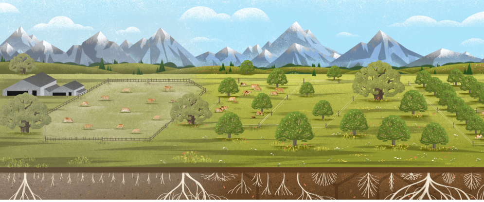 Illustration of fields, trees and mountains