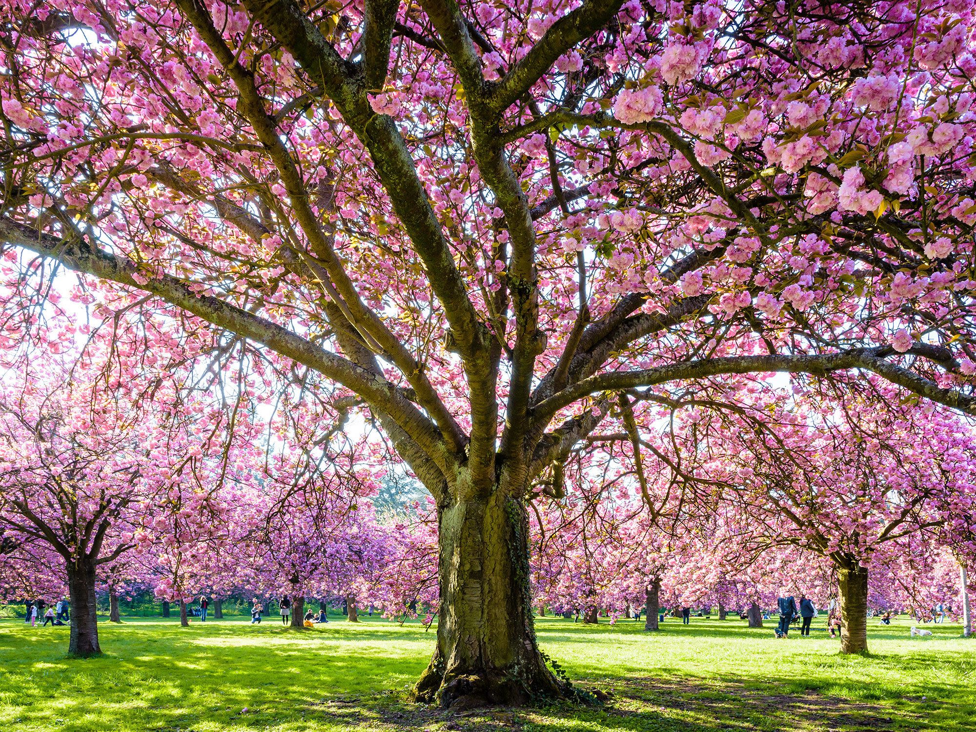 cherry tree