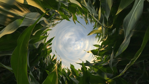 Close up photo of grass with circle in middle 