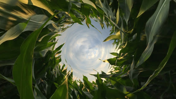 Close up photo of grass with circle in middle