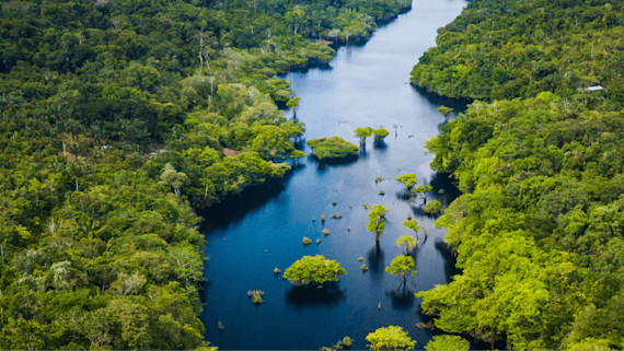 Rain forest