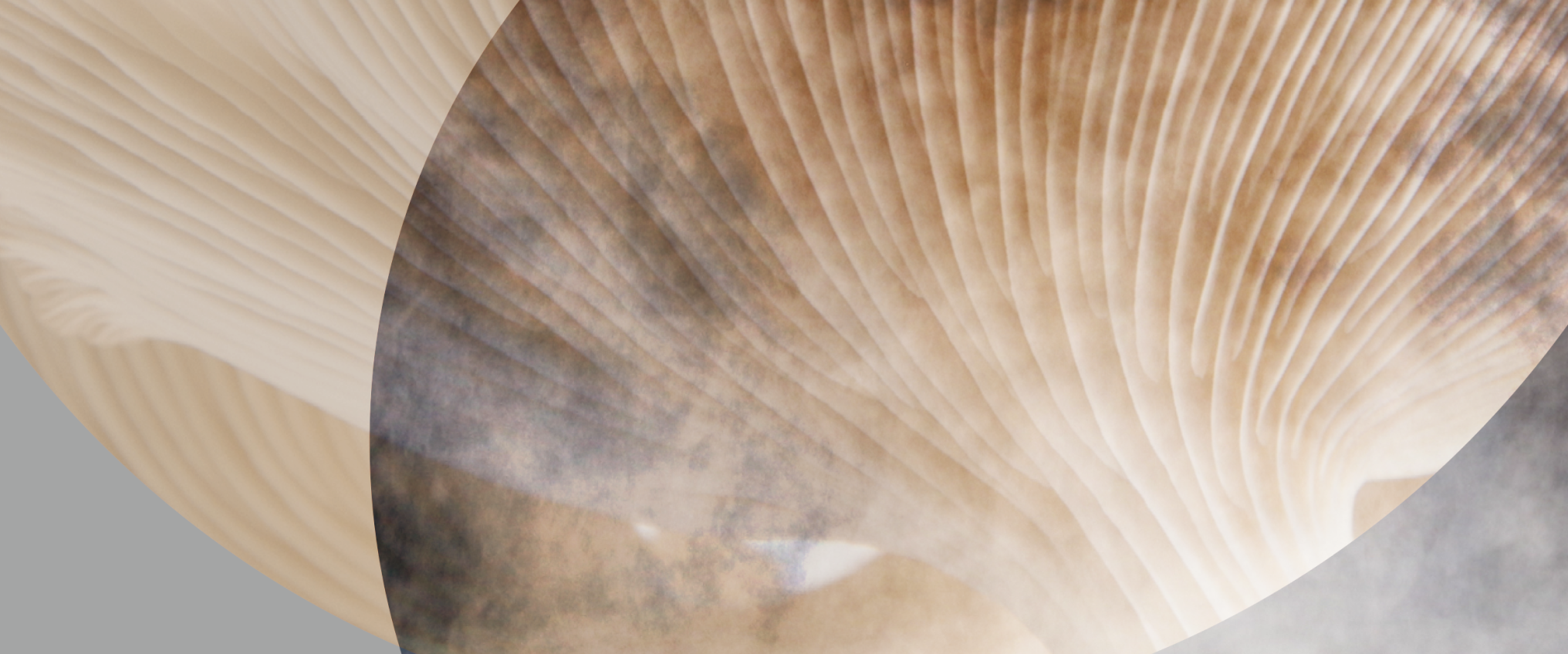 Abstract masthead image for urban biocycles