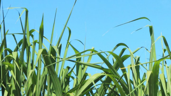 Listing image for Balbo circular example of a sugar cane field