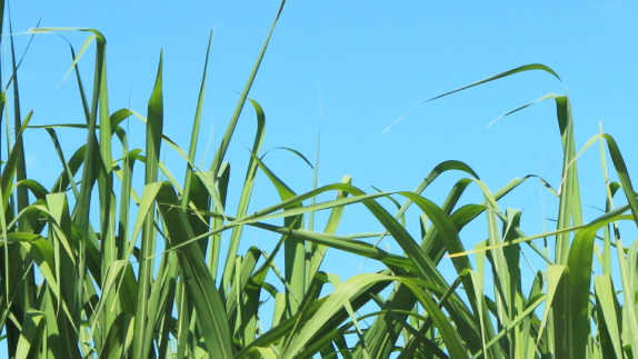 Listing image for Balbo circular example of a sugar cane field