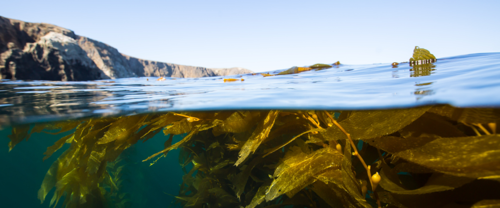 Photo of the sea with seaweed beneath the surface