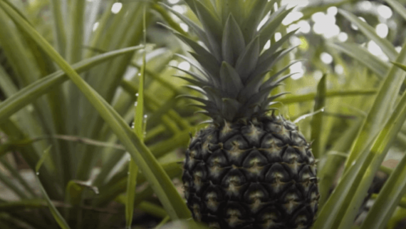 Pineapple crop