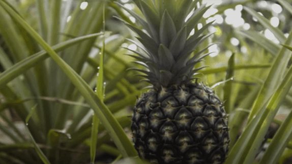 Pineapple crop