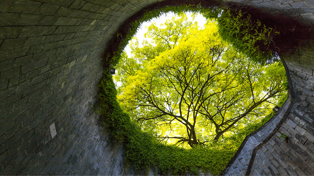 View of trees through a circular stairwell