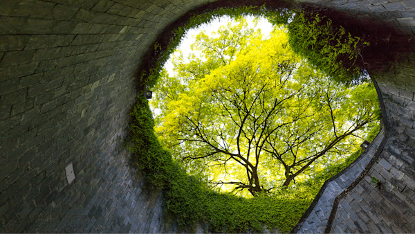 View of trees through a circular stairwell
