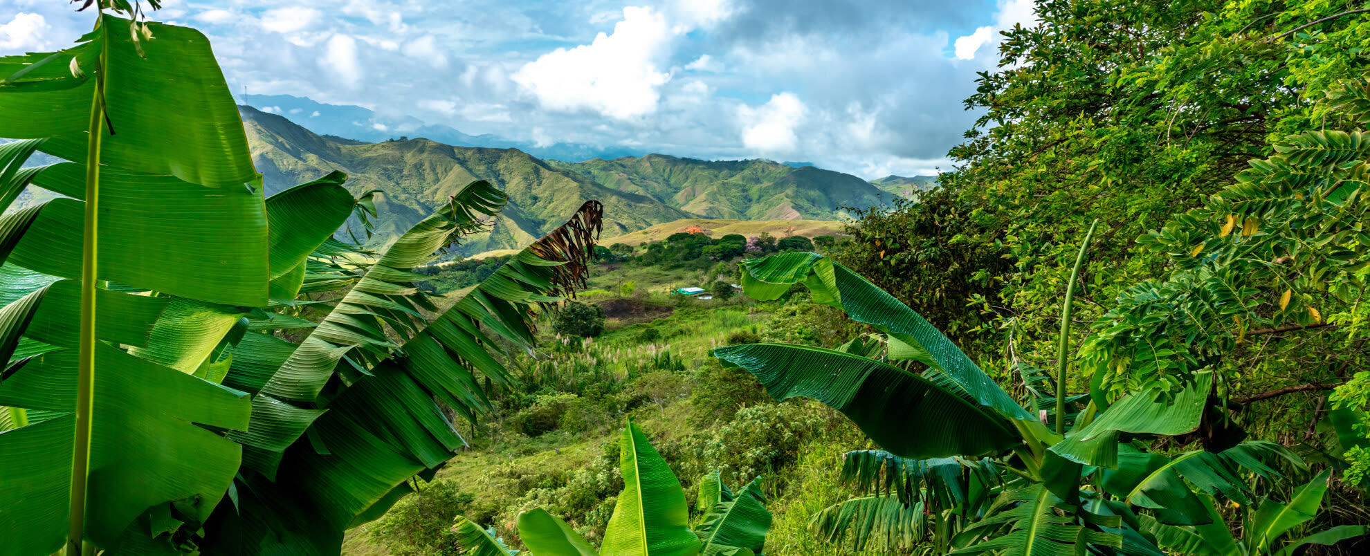Lush tropical forest