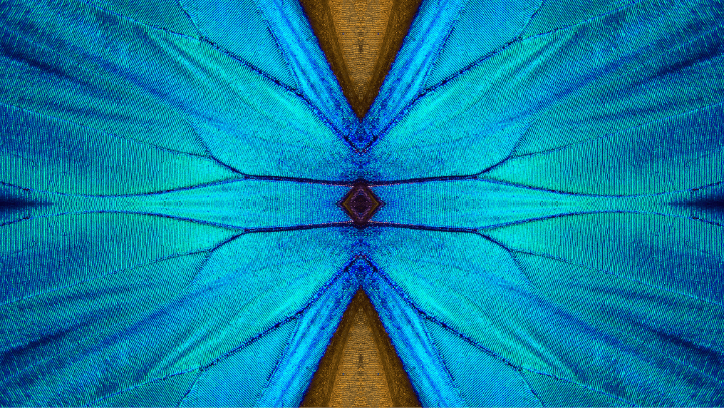 Close up of butterfly wings