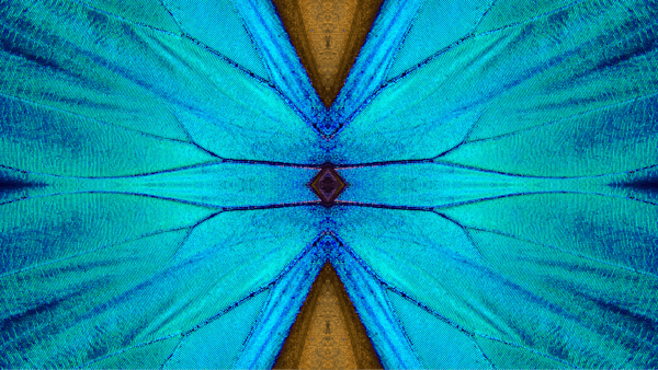 Close up of butterfly wings