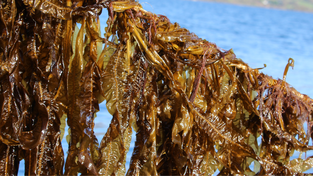 An image of seaweed. 
