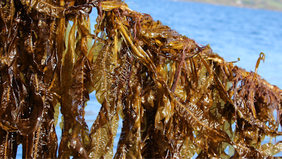 An image of seaweed.