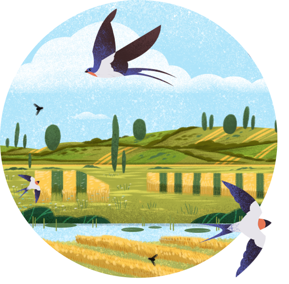 Illustration of corn fields with birds flying