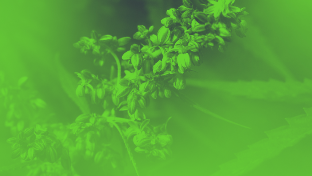 Ripening seeds on a hemp plant on a blurred natural background. Selective focus.
