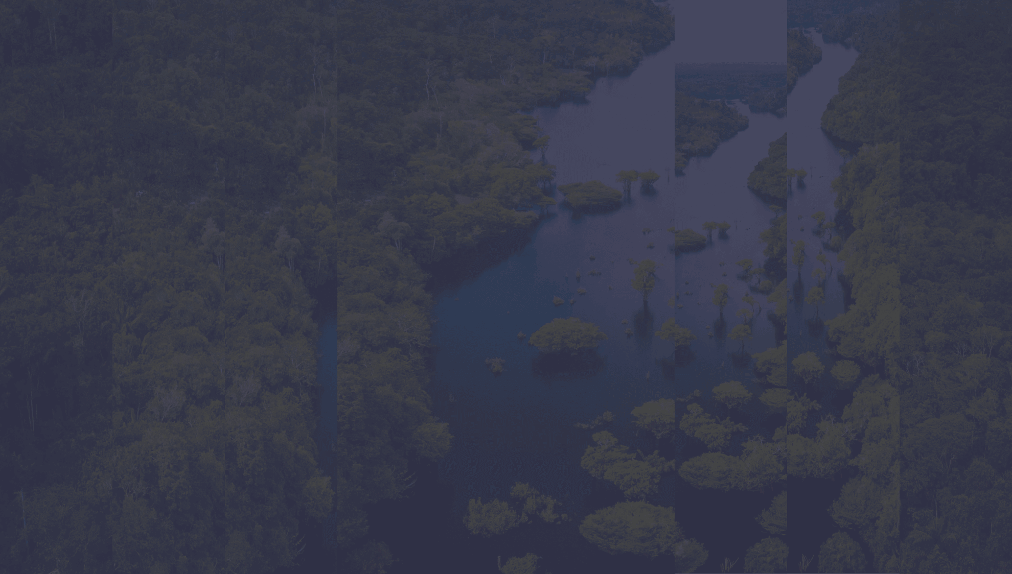 Rainforest with a dark navy colour overlay on top