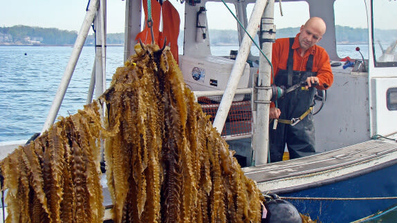 Seaweed being caught in a fishing net