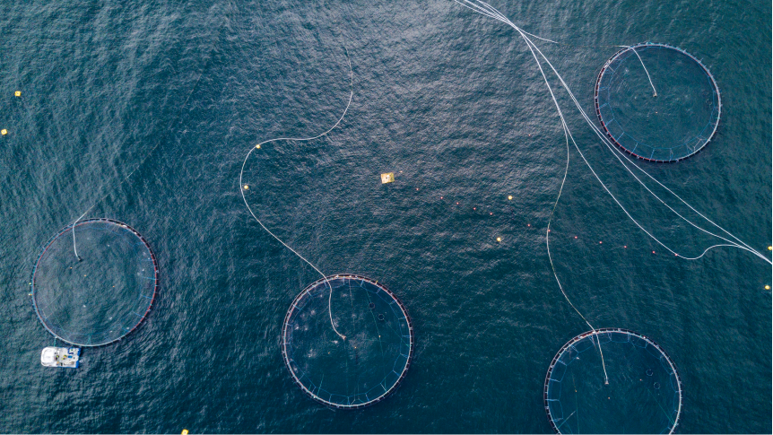 sea with fishing nets
