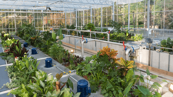 Plants in greenhouse