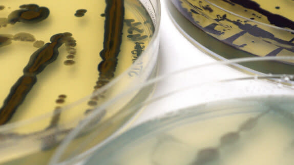 Close up photo of the biobased dyeing process