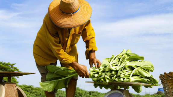 Person farming crops