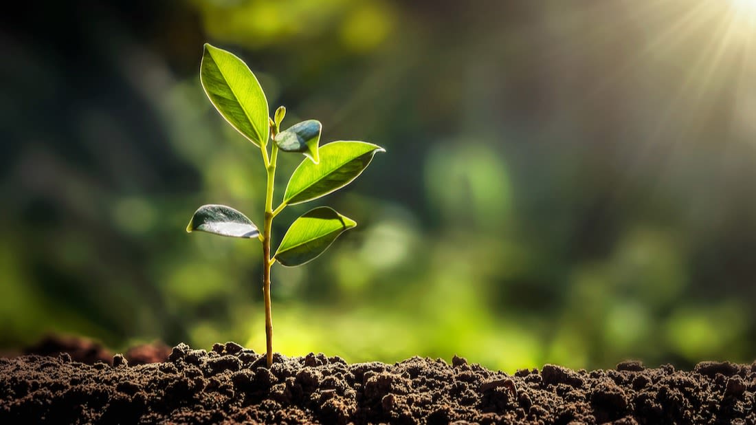 Close up photo of plant in soil