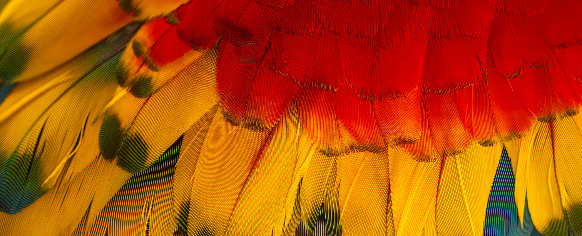 Bright colour feathers made of red, yellow and green