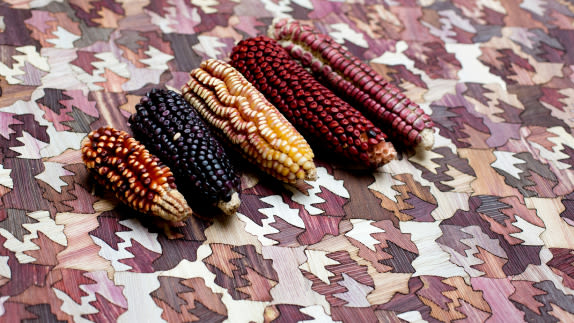 corn varieties