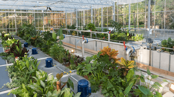 Plants in greenhouse