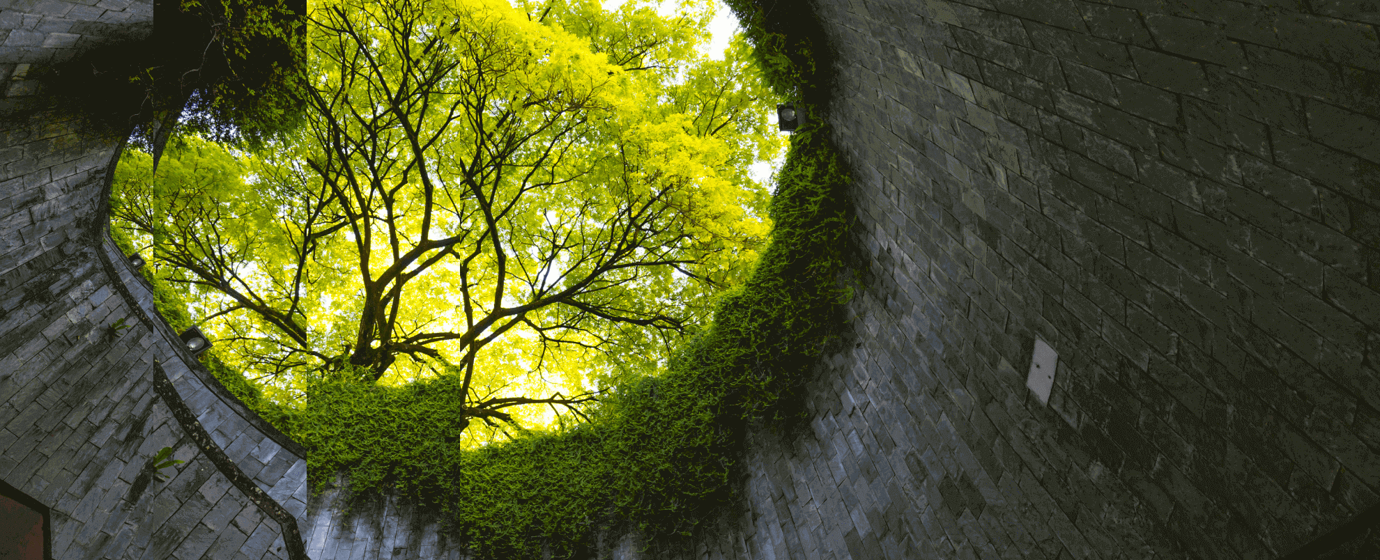 View of trees through a circular stairwell