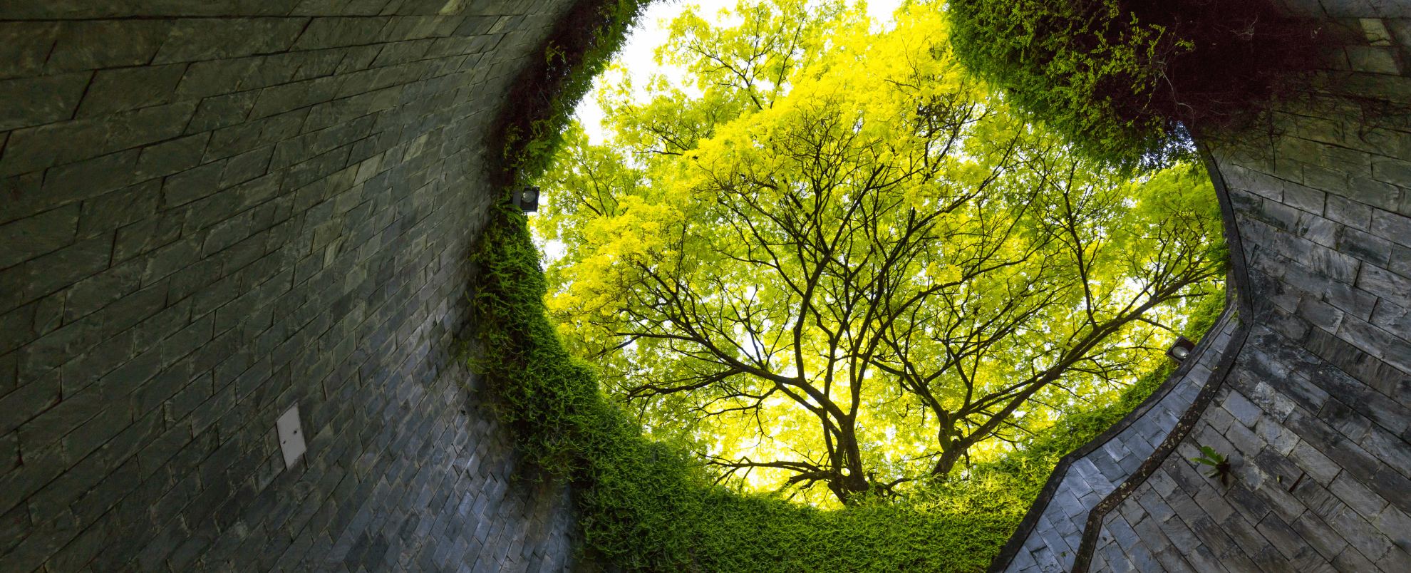 View of trees through a circular stairwell
