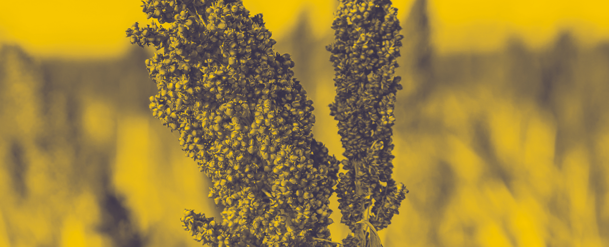 An image showcasing farmers crops. The background of the image is yellow and stands out in an environmental setting.