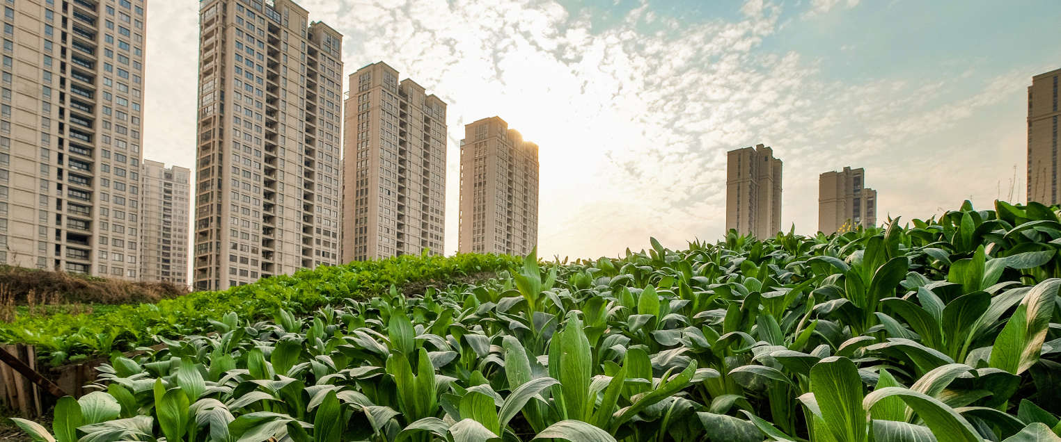 Image of City tower blocks in the background with green field in the foreground